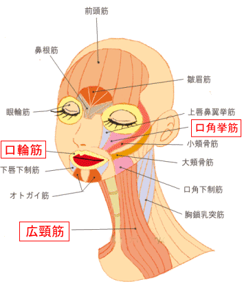 顔の筋肉
